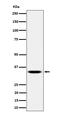 Transcription Elongation Factor A1 antibody, M08133, Boster Biological Technology, Western Blot image 