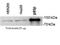 Phosphoinositide-3-Kinase Regulatory Subunit 2 antibody, ab28356, Abcam, Western Blot image 