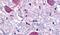 Neurotensin Receptor 2 antibody, PA5-34031, Invitrogen Antibodies, Immunohistochemistry frozen image 