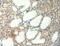 Agrin antibody, LS-C402607, Lifespan Biosciences, Immunohistochemistry frozen image 