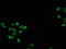 p53 antibody, LS-C172779, Lifespan Biosciences, Immunofluorescence image 
