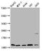 Cystatin-B antibody, CSB-PA00224A0Rb, Cusabio, Western Blot image 