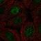 RNA Polymerase II Subunit I antibody, NBP2-58387, Novus Biologicals, Immunofluorescence image 
