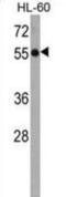 Kelch Like Family Member 3 antibody, abx029302, Abbexa, Western Blot image 