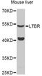 Lymphotoxin Beta Receptor antibody, abx126106, Abbexa, Western Blot image 