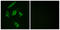 Stathmin 1 antibody, LS-B12435, Lifespan Biosciences, Immunofluorescence image 