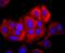 Nuclear Factor Of Activated T Cells 2 antibody, NBP2-66974, Novus Biologicals, Immunocytochemistry image 