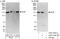 Elongator Complex Protein 1 antibody, A303-164A, Bethyl Labs, Immunoprecipitation image 