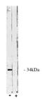 Protein Phosphatase 4 Catalytic Subunit antibody, orb108640, Biorbyt, Western Blot image 