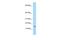 Glutaredoxin antibody, PA5-70034, Invitrogen Antibodies, Western Blot image 