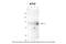 5-Aminoimidazole-4-Carboxamide Ribonucleotide Formyltransferase/IMP Cyclohydrolase antibody, 30-156, ProSci, Western Blot image 