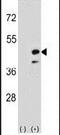 Creatine Kinase, Mitochondrial 2 antibody, PA5-13827, Invitrogen Antibodies, Western Blot image 