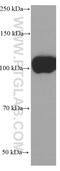 Sialophorin antibody, 66224-1-Ig, Proteintech Group, Western Blot image 