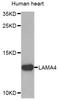 Laminin Subunit Alpha 4 antibody, STJ111357, St John