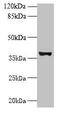 Ubiquitin Like Domain Containing CTD Phosphatase 1 antibody, CSB-PA851974LA01HU, Cusabio, Western Blot image 
