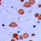 Protein Kinase D2 antibody, LS-C358254, Lifespan Biosciences, Immunohistochemistry frozen image 