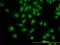 Programmed Cell Death 6 antibody, H00010016-M01, Novus Biologicals, Immunofluorescence image 