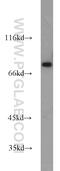 Zinc Finger Protein 23 antibody, 21322-1-AP, Proteintech Group, Western Blot image 