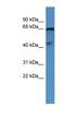 Opsin 5 antibody, NBP1-69038, Novus Biologicals, Western Blot image 