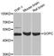 Golgi Associated PDZ And Coiled-Coil Motif Containing antibody, LS-C333671, Lifespan Biosciences, Western Blot image 