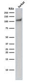 Platelet And Endothelial Cell Adhesion Molecule 1 antibody, GTX34493, GeneTex, Western Blot image 