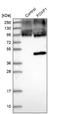 Forkhead Box F1 antibody, NBP1-84670, Novus Biologicals, Western Blot image 