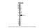 G Protein Subunit Alpha I2 antibody, 26-907, ProSci, Enzyme Linked Immunosorbent Assay image 