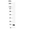 Trefoil factor 1 antibody, R30774, NSJ Bioreagents, Western Blot image 