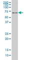 Nuclear Factor, Erythroid 2 Like 2 antibody, H00004780-M04, Novus Biologicals, Western Blot image 