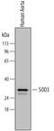 Superoxide Dismutase 3 antibody, MAB34201, R&D Systems, Western Blot image 