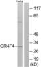 Olfactory Receptor Family 4 Subfamily F Member 4 antibody, abx015432, Abbexa, Western Blot image 