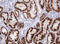 Amylase Alpha 2B (Pancreatic) antibody, LS-C787429, Lifespan Biosciences, Immunohistochemistry frozen image 