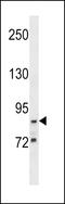 G2/M-Phase Specific E3 Ubiquitin Protein Ligase antibody, LS-C159694, Lifespan Biosciences, Western Blot image 