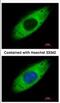 Ribosomal Protein S3A antibody, NBP2-20225, Novus Biologicals, Immunocytochemistry image 