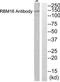 SR-Related CTD Associated Factor 8 antibody, TA311993, Origene, Western Blot image 