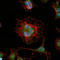 LIM Homeobox 2 antibody, LS-C812687, Lifespan Biosciences, Immunofluorescence image 