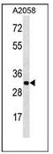 Olfactory Receptor Family 2 Subfamily T Member 11 (Gene/Pseudogene) antibody, AP53037PU-N, Origene, Western Blot image 