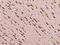 Coiled-Coil Domain Containing 124 antibody, 201331-T10, Sino Biological, Immunohistochemistry frozen image 