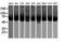 Calcium Binding And Coiled-Coil Domain 2 antibody, LS-C172435, Lifespan Biosciences, Western Blot image 