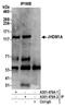 Lysine-specific demethylase 2A antibody, A301-476A, Bethyl Labs, Immunoprecipitation image 