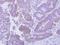 CG1458 antibody, NBP2-42827, Novus Biologicals, Immunohistochemistry paraffin image 