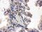 Cyp40 antibody, PA5-79128, Invitrogen Antibodies, Immunohistochemistry frozen image 