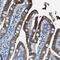 Transmembrane Serine Protease 15 antibody, PA5-53341, Invitrogen Antibodies, Immunohistochemistry paraffin image 