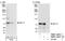 MLLT1 Super Elongation Complex Subunit antibody, NBP1-26653, Novus Biologicals, Western Blot image 