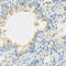Interleukin 22 antibody, abx006813, Abbexa, Western Blot image 