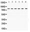 Putative endoplasmin-like protein antibody, PA5-80182, Invitrogen Antibodies, Western Blot image 