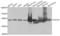 Glutamate Dehydrogenase 1 antibody, LS-C349320, Lifespan Biosciences, Western Blot image 