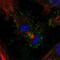 Prostate Stem Cell Antigen antibody, NBP2-55295, Novus Biologicals, Immunofluorescence image 