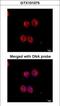 14-3-3 protein zeta/delta antibody, GTX101075, GeneTex, Immunofluorescence image 