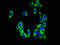 TWIK1 antibody, orb400484, Biorbyt, Immunofluorescence image 